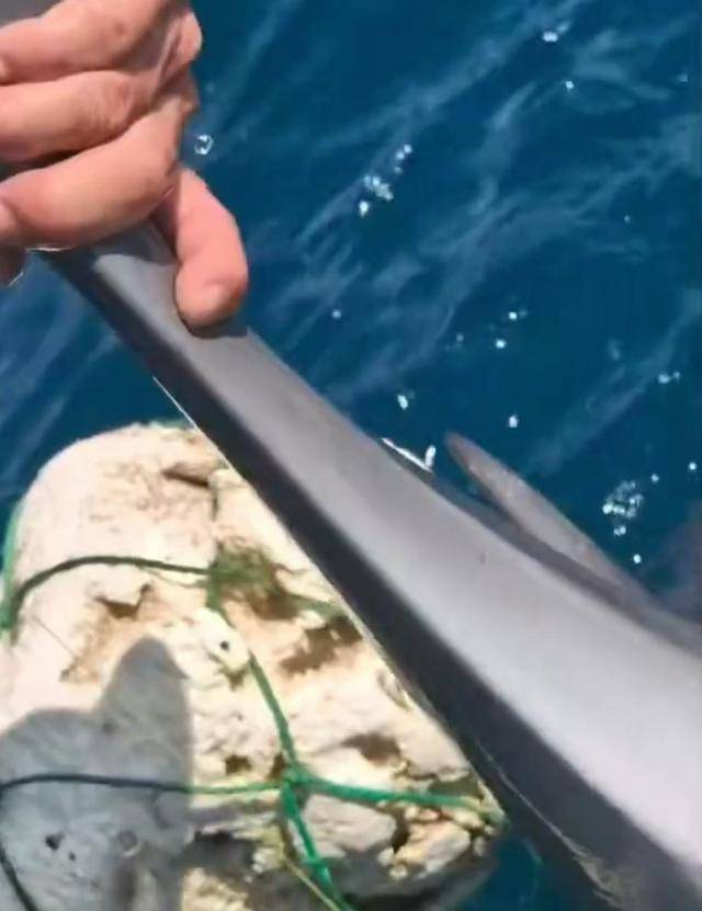 小海豚被困，海豚媽媽向人類求救！事發(fā)海南一海域