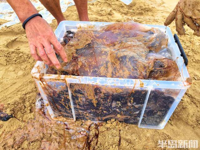 今年青島海蜇有點多？有人一天撈上1000多斤，“最大海蜇王”超過300斤