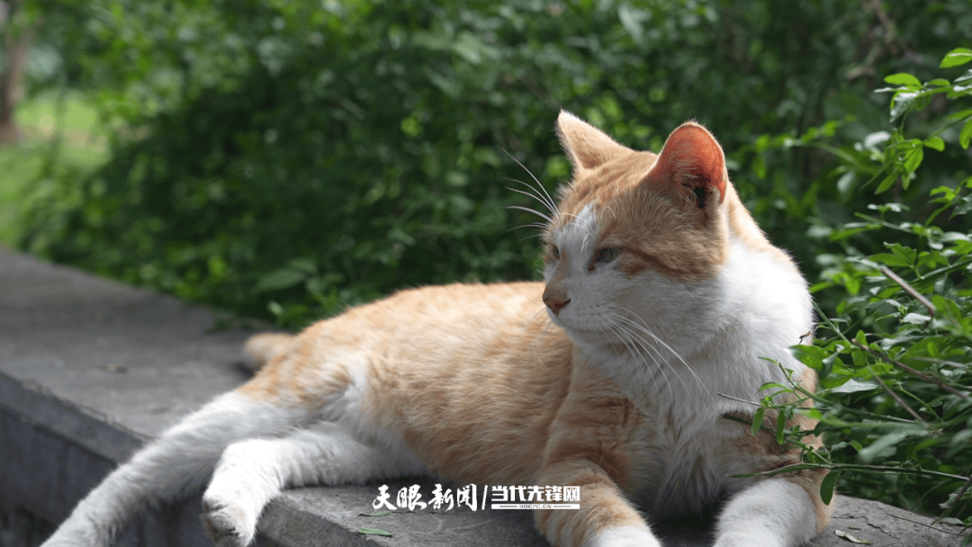 大反轉(zhuǎn)！貴陽“挖眼虐貓”事件系A(chǔ)I編造